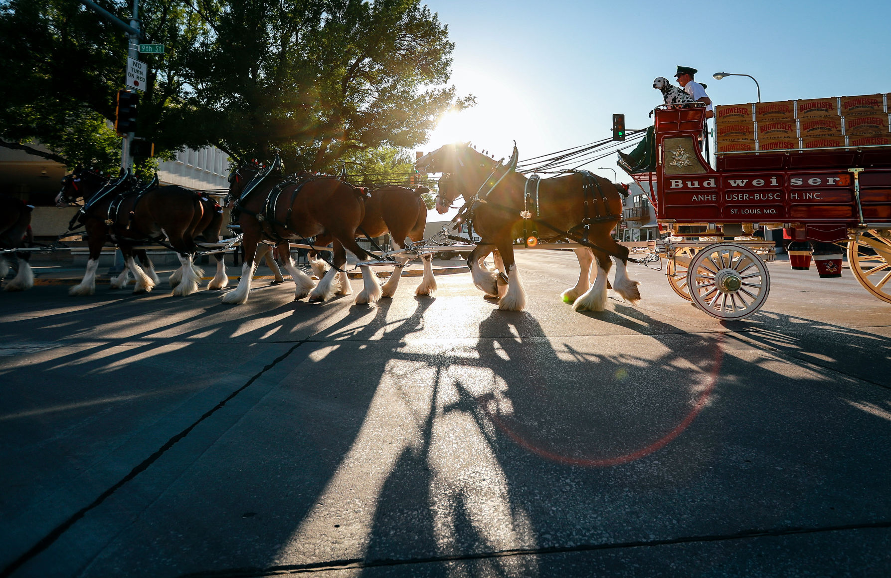 Budweiser Clydesdales coming 2021